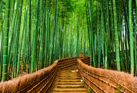Bamboo Paper Products